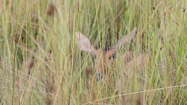 Defocused Reedbuck deer hides in the tall savanna grass in Botswana