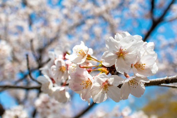 日本の春を象徴する満開の桜のクローズアップ画像