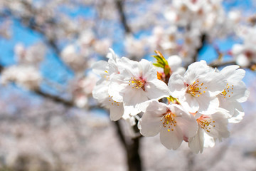 日本の春を象徴する満開の桜のクローズアップ画像