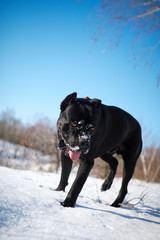 Cane Corso dog walks in the winter sunny forest