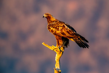 Brown bird of prey Golden eagle (aquila chrysaetos) sitting in sunset light on tree trunk in...