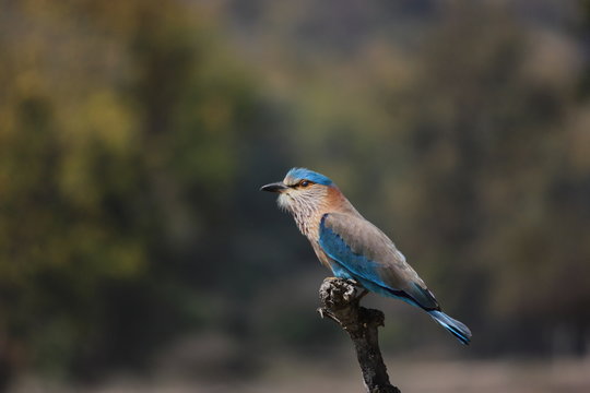 Indian Roller Bird