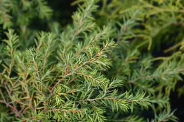 Eastern hemlock Jeddeloh