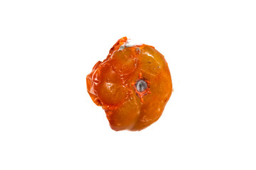 rotten tomato isolated on white background