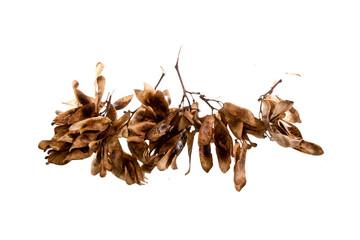 Obraz premium firewood isolated on white background