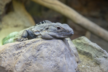 sonoran black iguana is relaxing on a rock