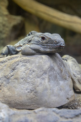 sonoran black iguana is relaxing on a rock