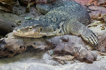 adult water monitor resting on a large piece of drift wood