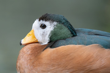 african pygmy goose close up head shot