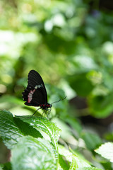 black butterfly perched on a leaf background