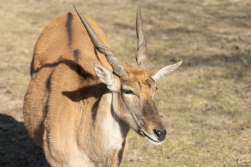 male eland gets a close up