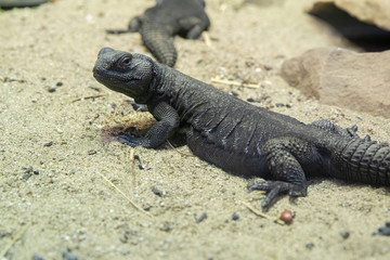 mastigure uromastyx is crawling across the sand