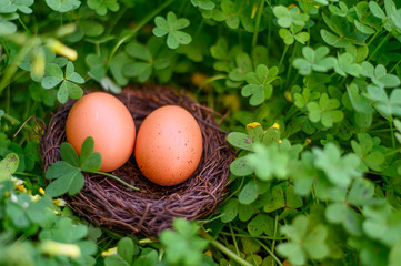 Chicken eggs in the nest. Nest in clover. Easter. Easter eggs.