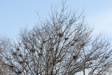 nests are high in a tree during the winter