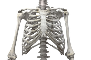 Thoracic spine, chest and ribs of bone with arms and shoulders isolated on a white background. - obrazy, fototapety, plakaty