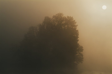 Sun shining through fog with silhouetted tree, Sweden.