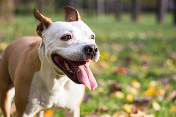 Happy pet dog on grass. Friendly Dog having a big smile