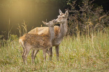 Red deer, cervus elaphus hind and fawn touching with heads in harmony while standing on a forest glade in autumn at sunset. Two wild animals standing in proximity. Positive wildlife scenery.