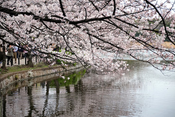春の東京上野の不忍池の風景