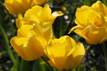 Yellow flowers of blooming tulips in a flower bed at spring season on a sunny day in backlight close up