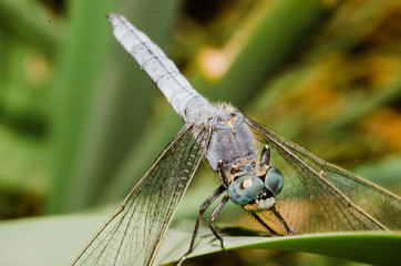 dragonfly on a branch