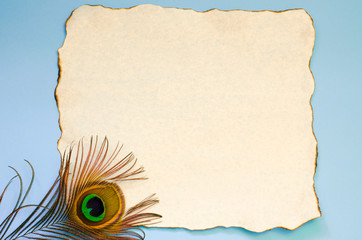 White sheet of paper with burnt edges and a peacock feather on a blue background. Copy space
