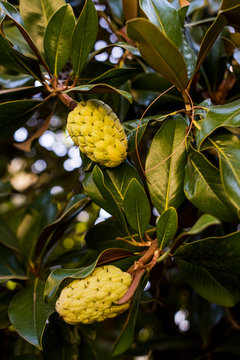 Magnolia Tree with large conelike seedpods