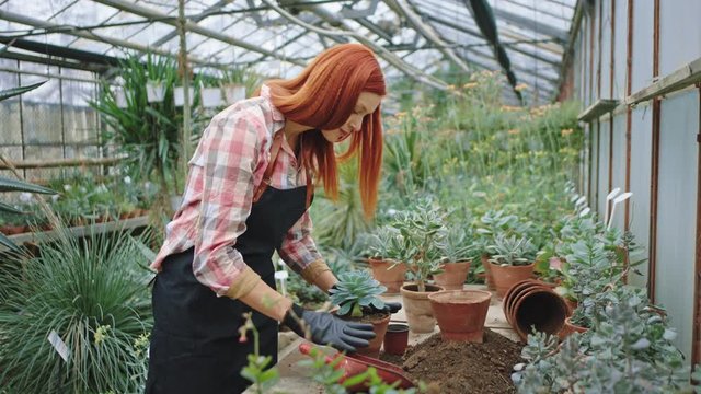Redhead amazing looking woman florist in a big flower greenhouse carefully planted a small flower in a pot she enjoying the time her work place