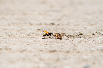Ant and spider 