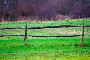 Fototapeta premium old wooden fence in the vondelpark of amsterdam