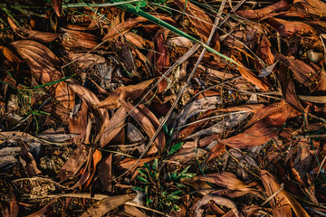 Beautifully Dead Leaves