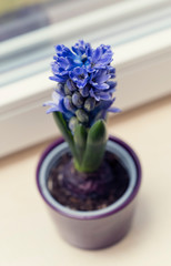 Hyacinth with blue flowers in a pot.