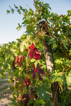 Autumn Grape leaves and vines, Emilia Romagna, Italy