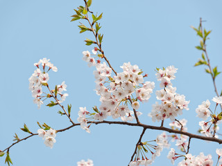 Cherry blossom isolated with blue sky background, beautiful sakura flowers in spring.