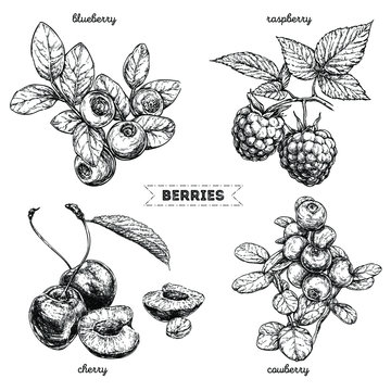 Set of hand drawn berries isolated on white background. Raspberry, blueberry, cherry, cowberry on white background.  Fruit botany illustration. 