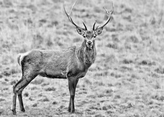 Black and white portrait of Red deer (Cervus elaphus)