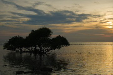 Fototapeta na wymiar Tree silhouette on sunset background