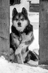 Portrait of a black dog on a chain