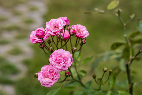 pink flowers in the garden