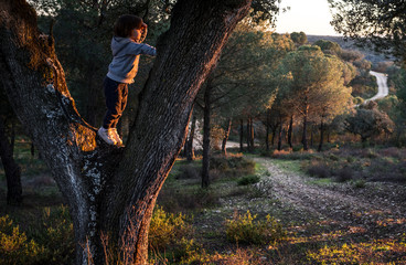 Little boy climbed up a holm oak tree observing the sunset