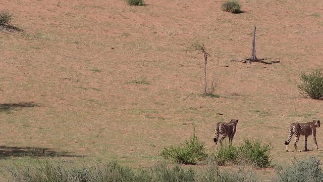 Two African Cheetahs walk the arid landscape of Kalahari Desert