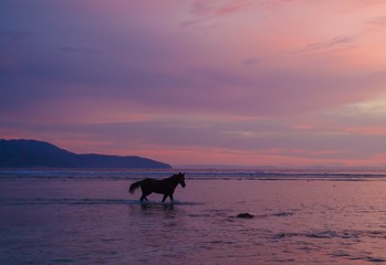 Horse silhouette at sunset