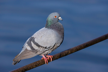Close up of a wild pigeon / rock dove (Columba livia).  Taken at my local park in Cardiff, South Wales, UK