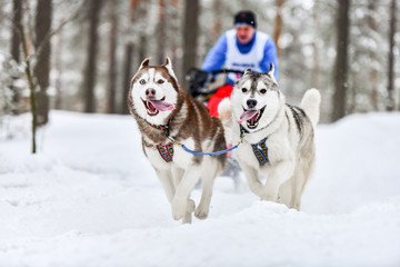 Siberian husky sled dog racing