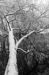 Obrazy  Zimowy krajobraz nad rzeką z drzewami na bok.