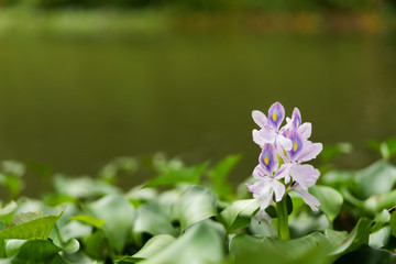 Water hyacinth flowers in the river.