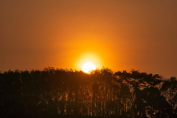 The sun is rising above top of tree.