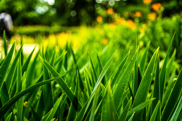 Green Grass in a garden