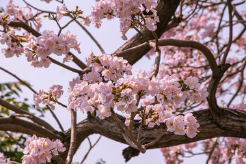 Selective focus beautiful Tabebuia Rosea flower blooming in a garden.Also called Pink Poui,Pink Tecoma and Rosy Trumpet tree.Close up blooming sweet flower.