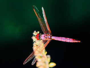 Small European-Mediterranean dragonfly under the natural light on a sunny day.